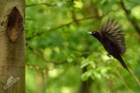 Datel cerny - Dryocopus martius - Black Woodpecker 0451
